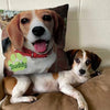 Custom Photo All You Need Is Love And A Pet - Dog & Cat Personalized Custom Pillow - Gift For Pet Owners, Pet Lovers