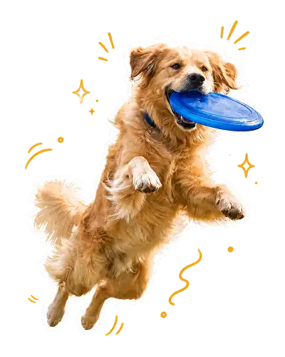 pfh26-petlovers-ldp-sbpet-dog.webp__PID:765bd73b-246b-4d76-84ac-efc9783b56ae